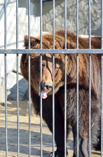 Brown bear in a zoo close-up. — Stock Photo, Image