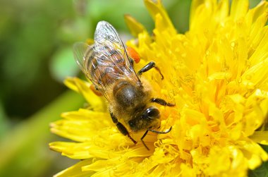 Bir arı bir karahindiba, yakın çekim fotoğraf üzerinde oturur.