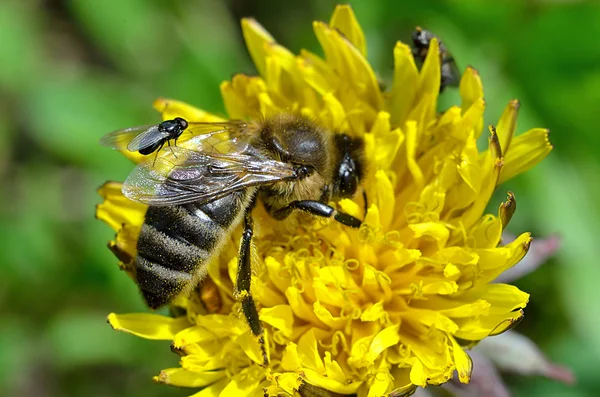Uma abelha senta-se no dente-de-leão amarelo, foto da primavera . — Fotografia de Stock
