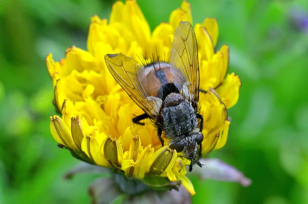 Uma abelha senta-se no dente-de-leão amarelo, foto da primavera . — Fotografia de Stock