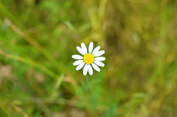 Campo de manzanilla primer plano, foto de primavera . — Foto de Stock