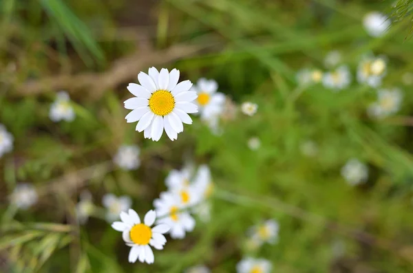 Flores blancas pequeñas, macrofotografía . — Foto de Stock