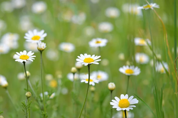 Glade con margaritas, flores de primavera . — Foto de Stock