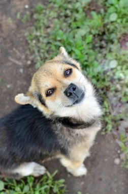 Gülümseyen köpek yavrusu.