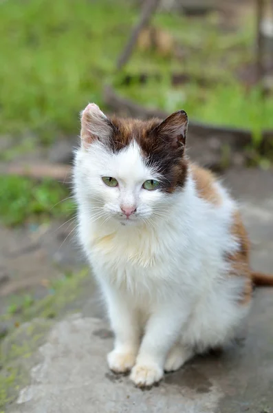 Piccolo gattino primo piano . — Foto Stock