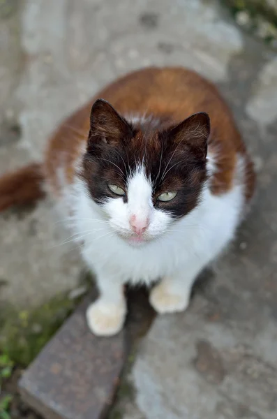 Fotos streunende Katze. — Stockfoto