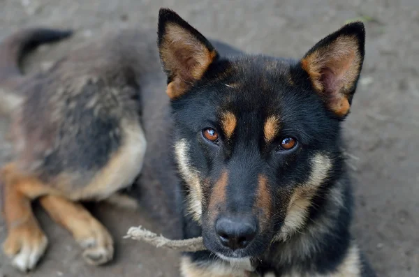 German Shepherd dog with sad eyes. Royalty Free Stock Photos