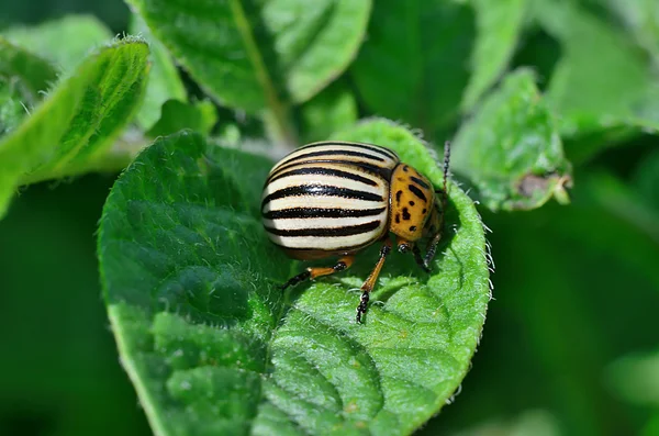 Scarabeo del Colorado su una foglia verde . — Foto Stock