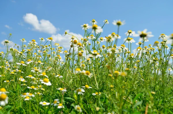 草甸领域雏菊, 夏天的照片. — 图库照片