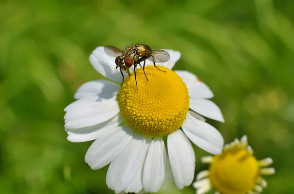 A mosca senta-se em uma margarida de campo, foto macro . — Fotografia de Stock