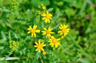 Yaz parlak sarı çiçek yakın, fotoğraf.