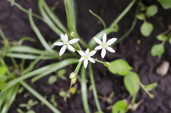 Pequeñas flores blancas de cerca. — Foto de Stock