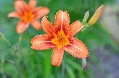 Turuncu lily bud yakın çekim.