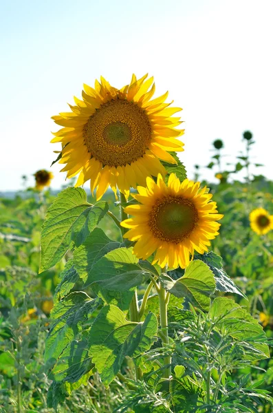 Two bright blooming sunflower closeup. — Stock Photo, Image