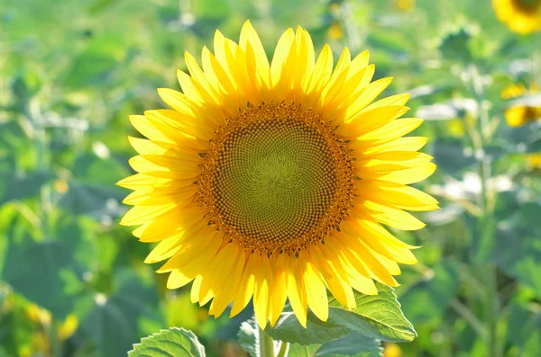 Ljust gul blomma av en solros på en grön bakgrund. — Stockfoto