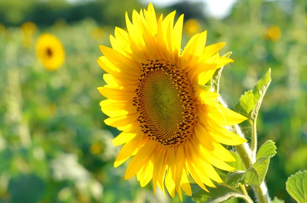 Blühende Sonnenblumen Nahaufnahme Sommer Foto. — Stockfoto