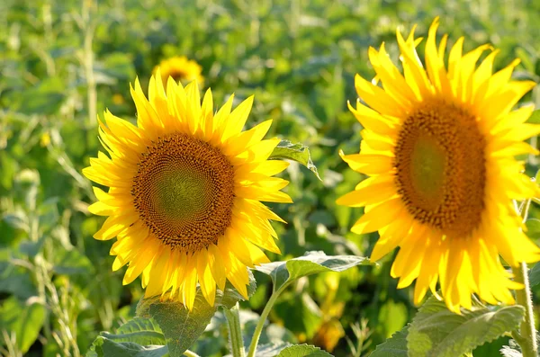 Blooming sunflowers close up with sun light. — Stock Photo, Image