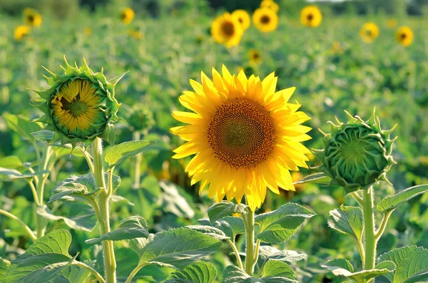 Ein Feld von Sonnenblumen, helle Fotos. — Stockfoto