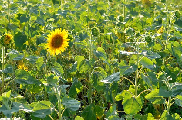 Ett fält av solrosor, sommar Foto. — Stockfoto