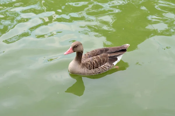 Cinza um ganso nadando em uma lagoa . — Fotografia de Stock