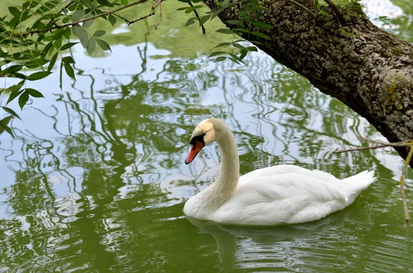 Paesaggio estivo, cigno bianco . — Foto Stock