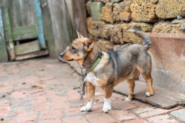 Kırsalda zincirlenmiş küçük bir köpek. Yetiştirilmiş köpek.