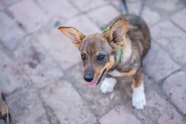 Kırsalda Zincirlenmiş Küçük Bir Köpek Yetiştirilmiş Köpek — Stok fotoğraf