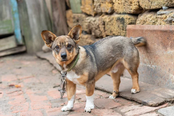 Kleiner Hund Einer Kette Auf Dem Land Mischlingshund — Stockfoto