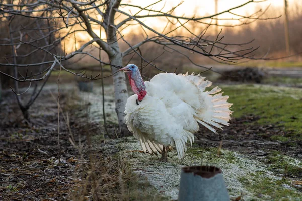 Bílý Krocan Zblízka Drůbeží Farma Venkově — Stock fotografie