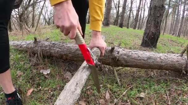 Egy faágat vág egy kézifűrésszel az erdőben, az ember fűrészel.. — Stock videók