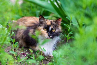 Yaz bahçesinin ortasında üç renkli bir kedi. Evcil hayvan.