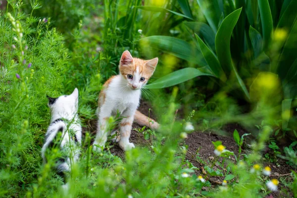 夏园里有两只小猫 — 图库照片