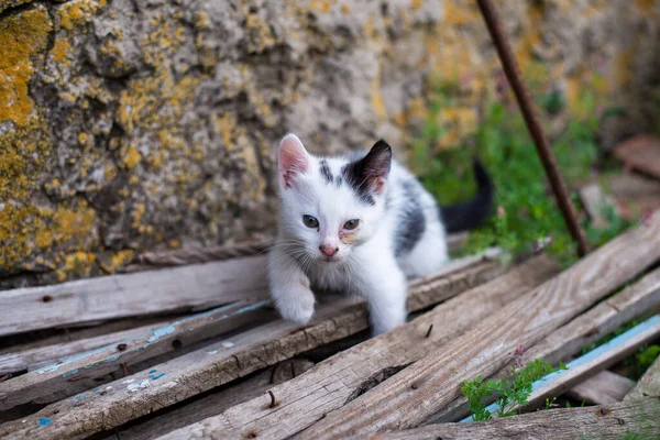 Petit Chaton Noir Blanc Animaux Compagnie — Photo