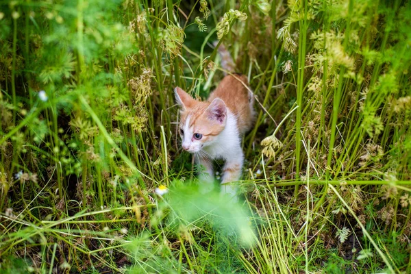 夏天的草地上有一只红猫 宠物狗 — 图库照片