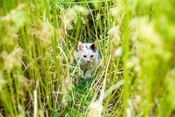 夏天的草丛中 黑白相间的小猫 宠物狗 — 图库照片