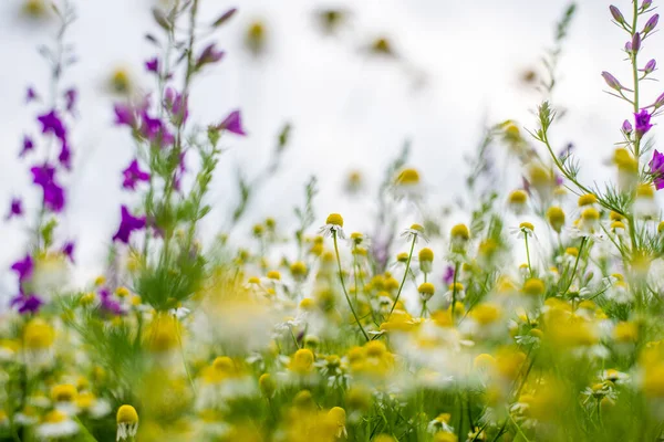 Hermosas Flores Verano Margaritas Silvestres Fondo Floral Brillante — Foto de Stock