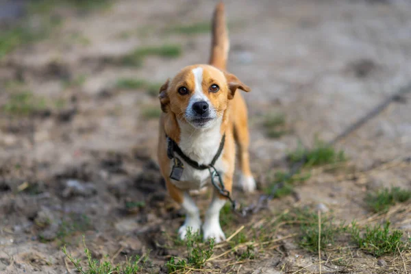 Kırsal Kesimde Zincirlenmiş Bir Köpek Yavrusu Evcil Hayvan — Stok fotoğraf