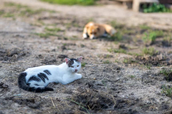 Outbred Jarda Gato Branco Filhote Cachorro Fundo Campo Animal Estimação — Fotografia de Stock