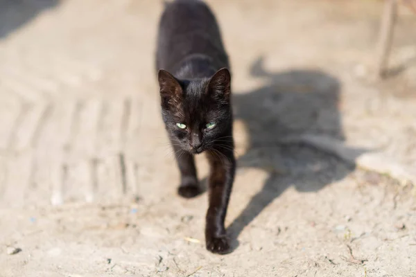 外养的黑猫 一只宠物 — 图库照片