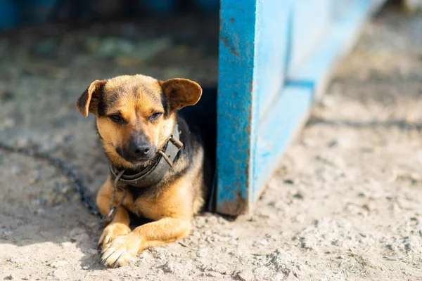 Cão Jardim Superado Numa Corrente Animal Estimação — Fotografia de Stock