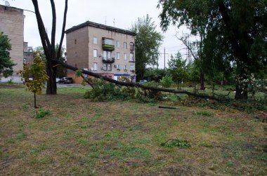 Kasırga sırasında düşmüş ağaç
