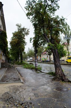 Kasırga sırasında düşmüş ağaç