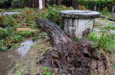 Kasırga sırasında düşmüş ağaç
