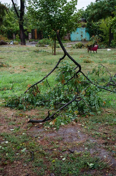 폭풍 동안 나무 — 스톡 사진