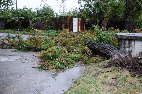 Падение дерева во время бури — стоковое фото