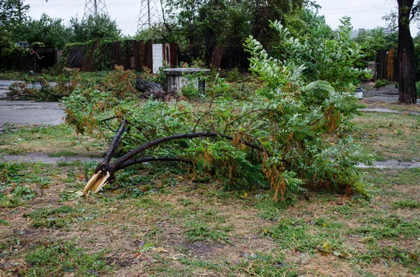 Arbre tombé pendant la tempête de vent — Photo