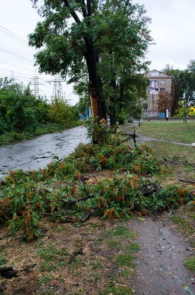 Падение дерева во время бури — стоковое фото