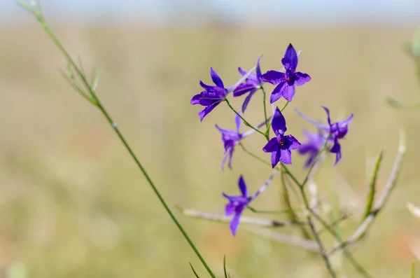 Flor de Delphinium en el campo — Foto de Stock