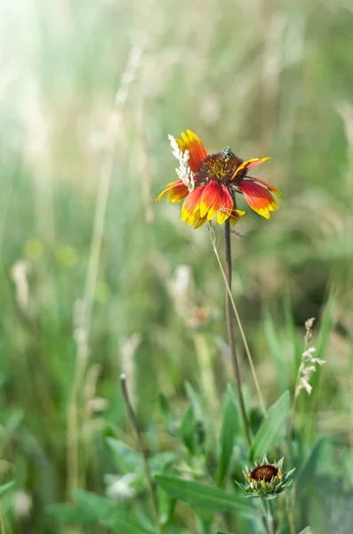 Flor rojo-amarilla en el campo — Foto de Stock