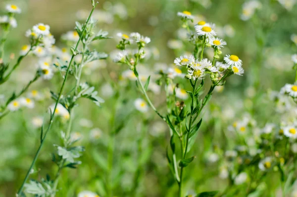 Campo de flores de margarita — Foto de Stock